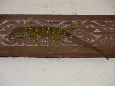 Gecko, Sukau Rainforest Lodge